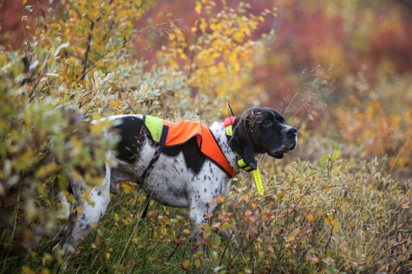 English Pointer Wearing An Orange Vest Standing In A Field