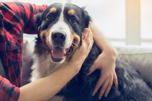 English Shepherd Close Up Portrait While Being Hugged By Its Owner