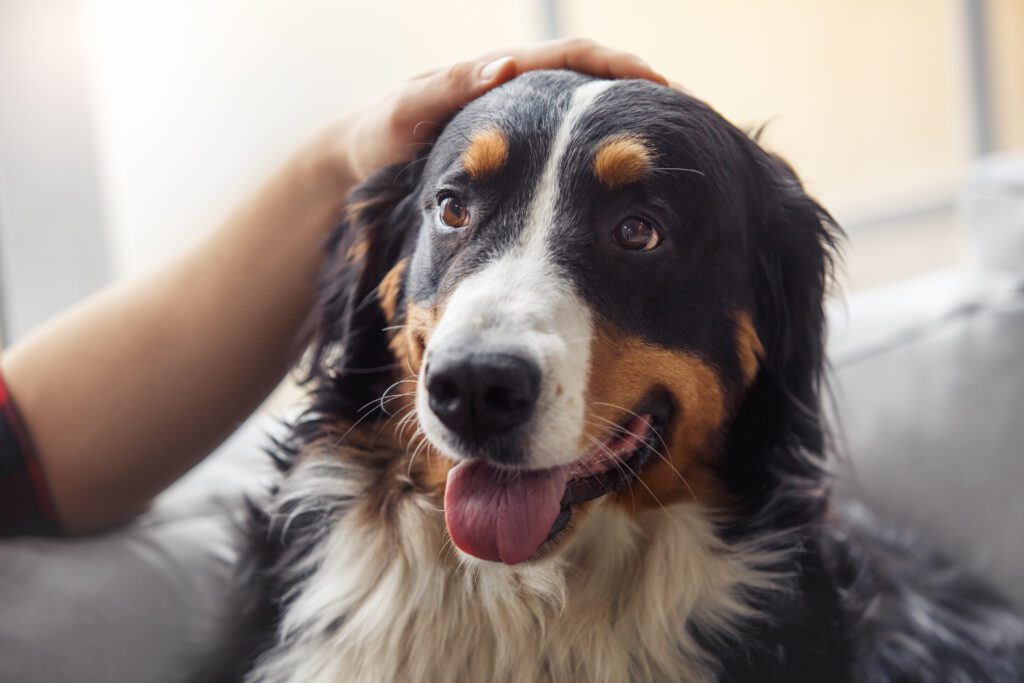 How to Adopt an English Shepherd