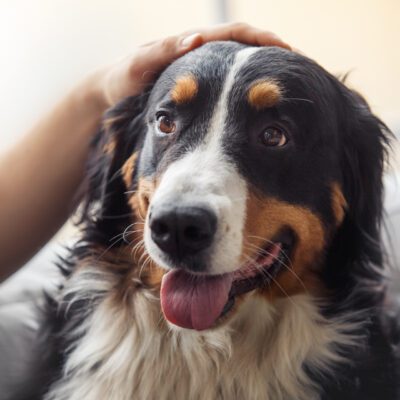English Shepherd