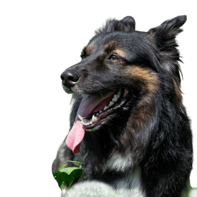 English Shepherd