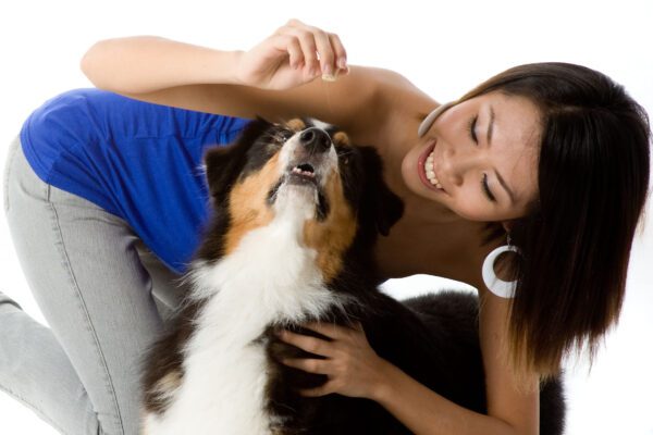 English Shepherd Playing With Its Owner