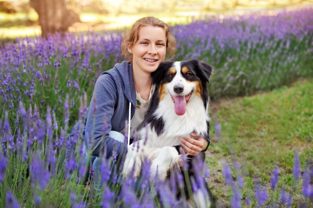 How To Adopt a English Shepherd in Delaware