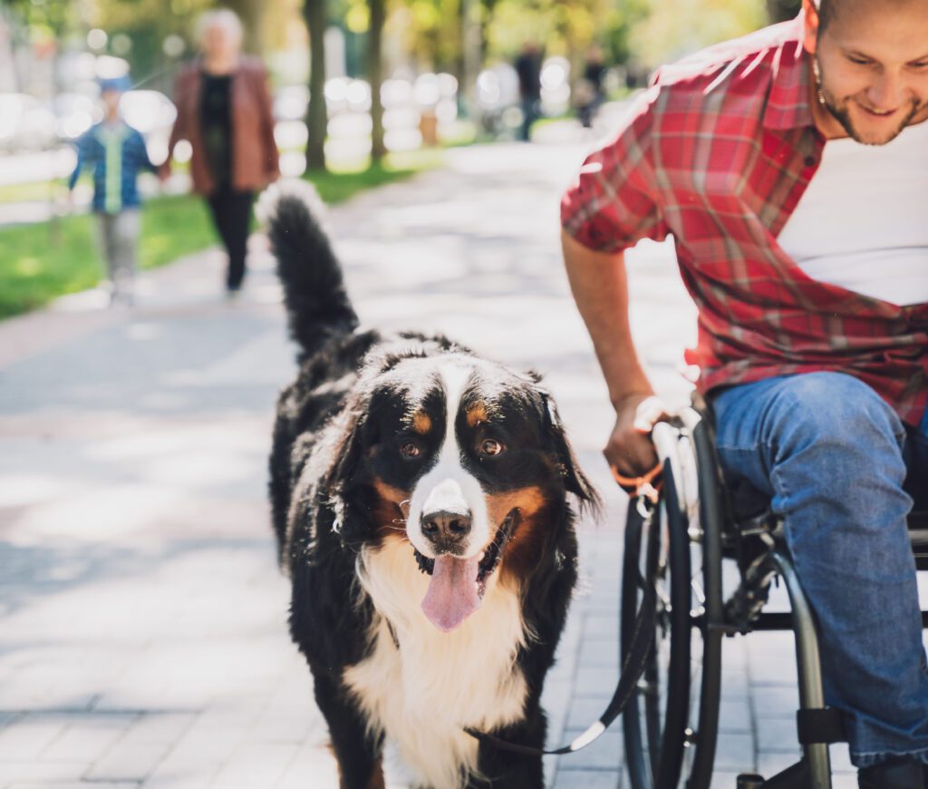 English Shepherd Walking Beside A Person With A Wheelchair In A Park