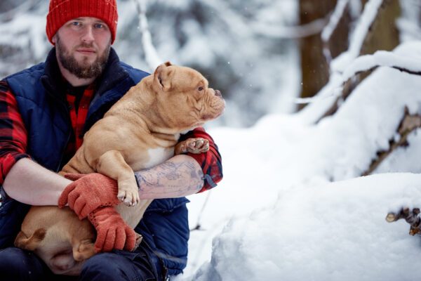 Exotic Bully Being Held By Its Owner In A Snowy Setting