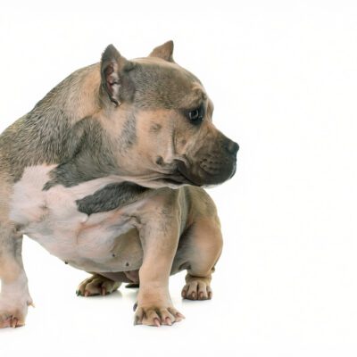 Exotic Bully