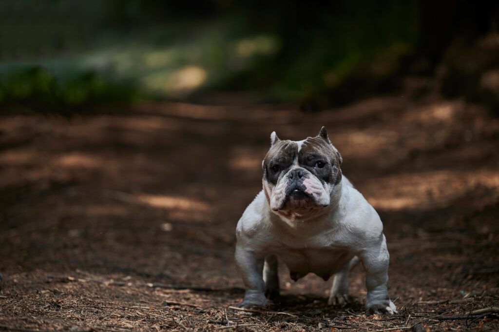 Exotic Bully Walking Toward The Camera On A Forest Path