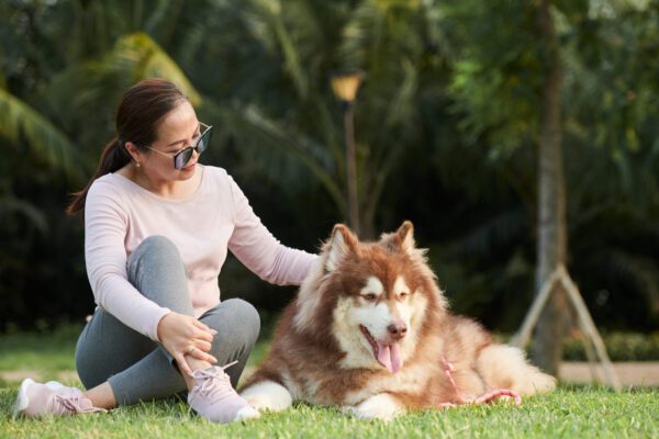 Finnish Lapphund Being Petted By Its Owner Outdoors