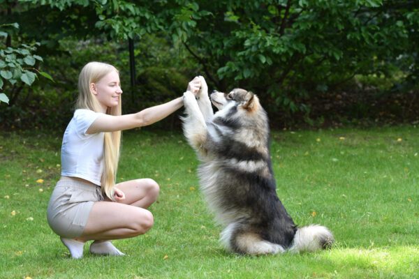 Finnish Lapphund Giving A High Five To Its Owner In A Grassy Yard