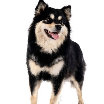 Finnish Lapphund