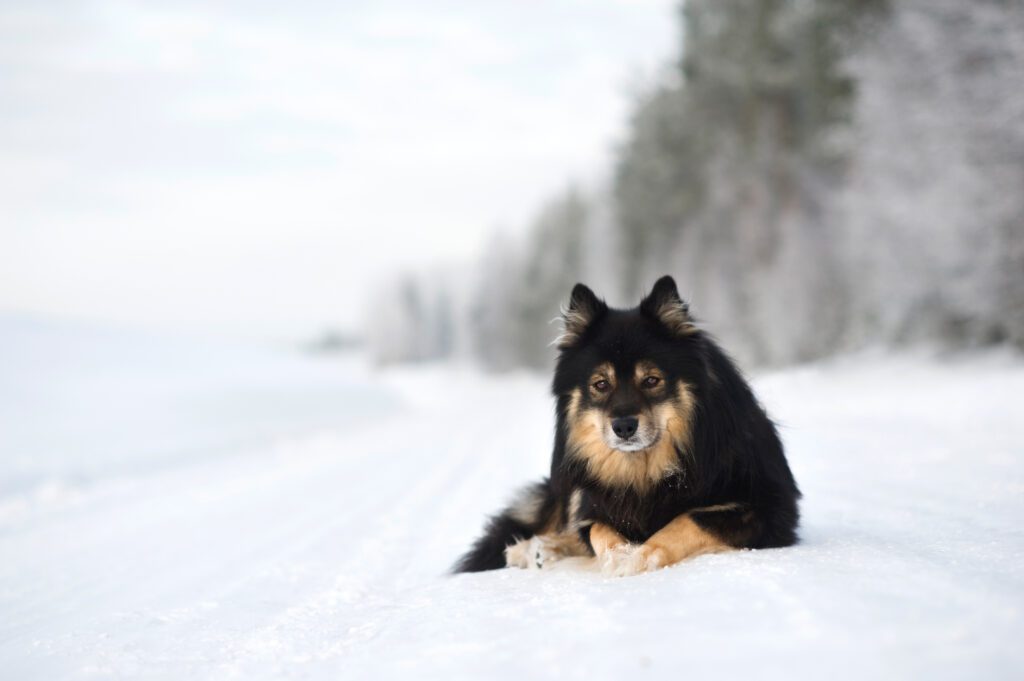 Finnish Lapphund Lying In The Snow In A Winter Landscape