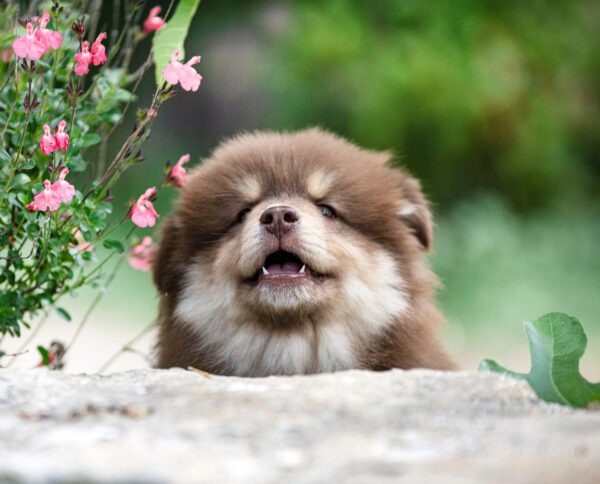 Finnish Lapphund Puppy Resting Its Head On A Wooden Surface Near Flowers