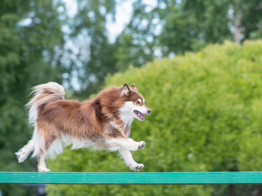 How To Adopt a Finnish Lapphund in Florida