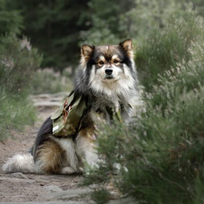 Finnish Lapphund