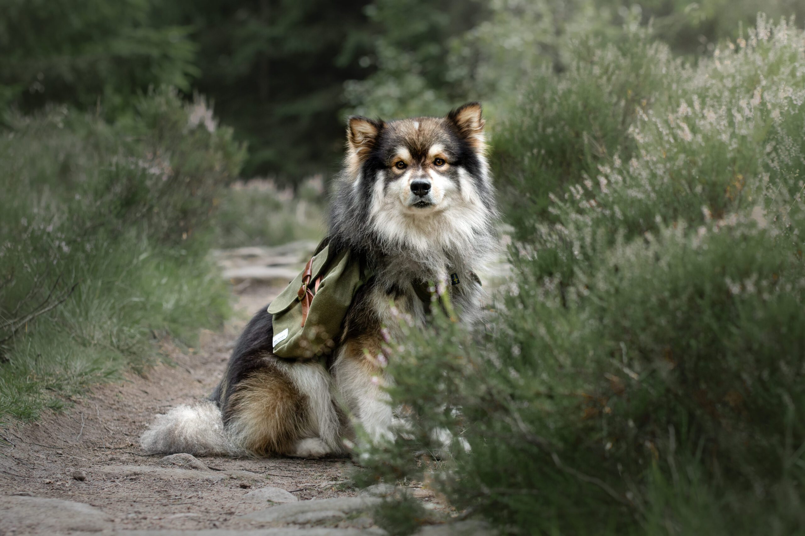 Finnish Lapphund Adoption Guide