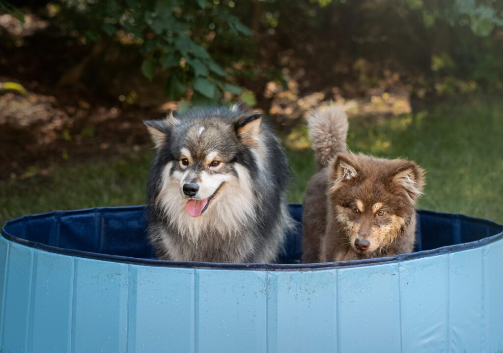 Finnish Lapphund Standing In A Small Pool With Another Dog