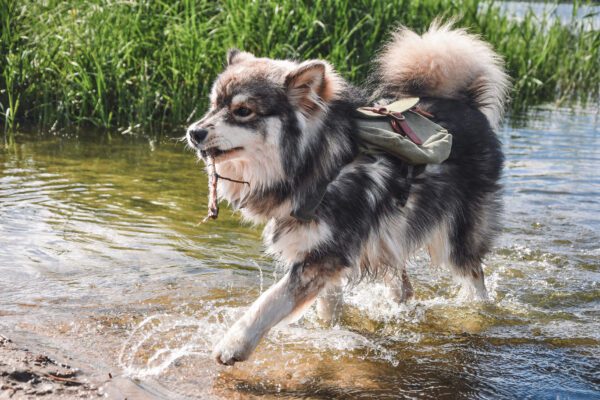 Finnish Lapphund Walking Through Shallow Water With A Backpack Harness