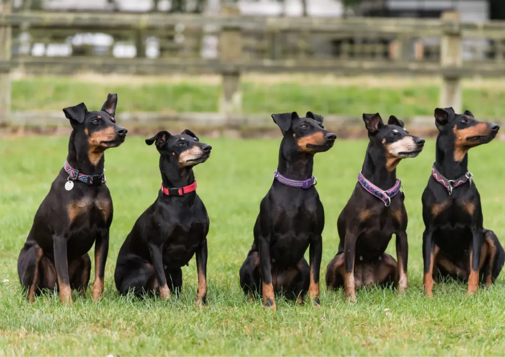 Five Manchester Terriers Sitting In A Row On Grass