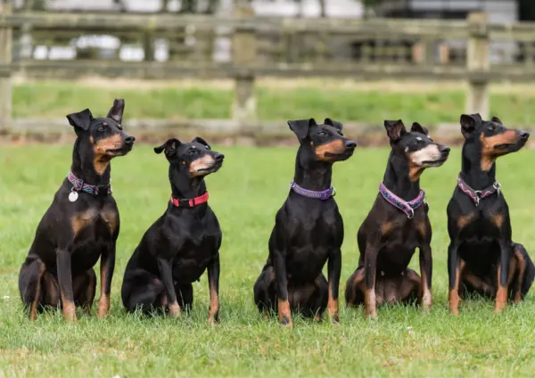 Five Manchester Terriers Sitting In A Row On Grass
