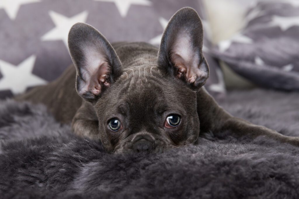 Fluffy Frenchie Lying Down On A Soft Blanket
