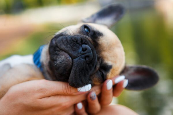 Fluffy Frenchie Lying On Its Back While Being Held