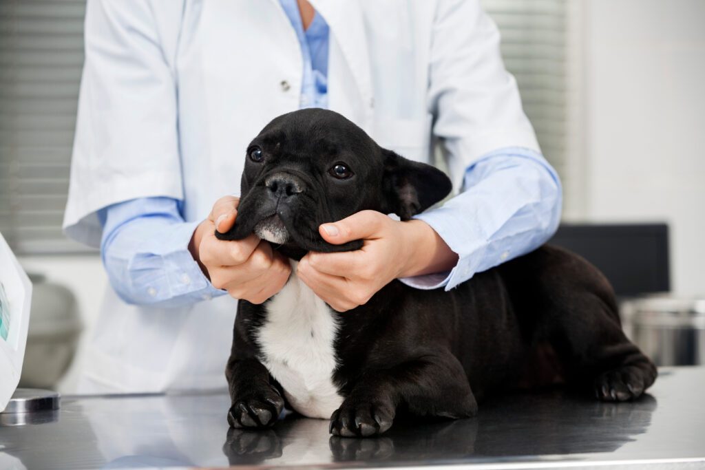 Fluffy Frenchie Puppy Being Examined By A Veterinarian