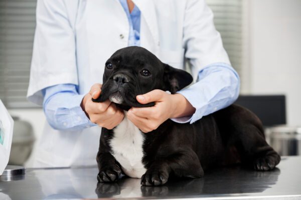 Fluffy Frenchie Puppy Being Examined By A Veterinarian