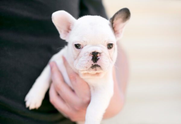 Fluffy Frenchie Puppy Being Held In Someone S Hands