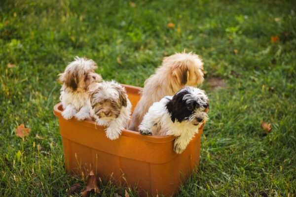 Four Havanese Puppies Sitting Together In A Basket