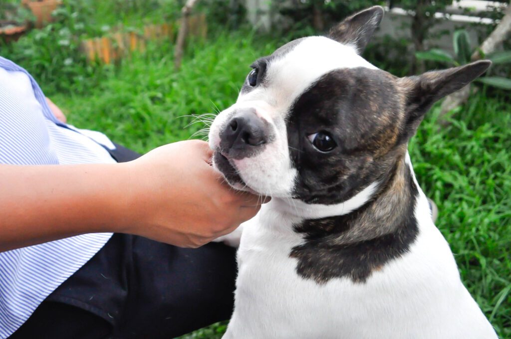 Frenchton Puppy Being Gently Petted Under The Chin
