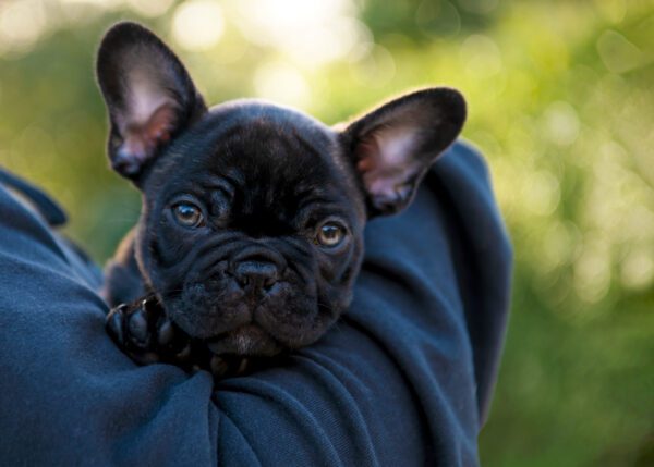 Frenchton Puppy Resting Its Head On Someone S Arm Outdoors
