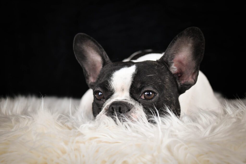 Frenchton Resting On A Soft Blanket With Ears Upright