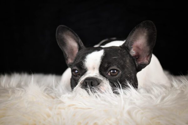 Frenchton Resting On A Soft Blanket With Ears Upright