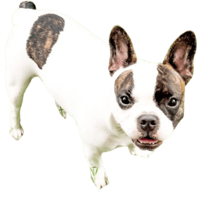 Frenchton