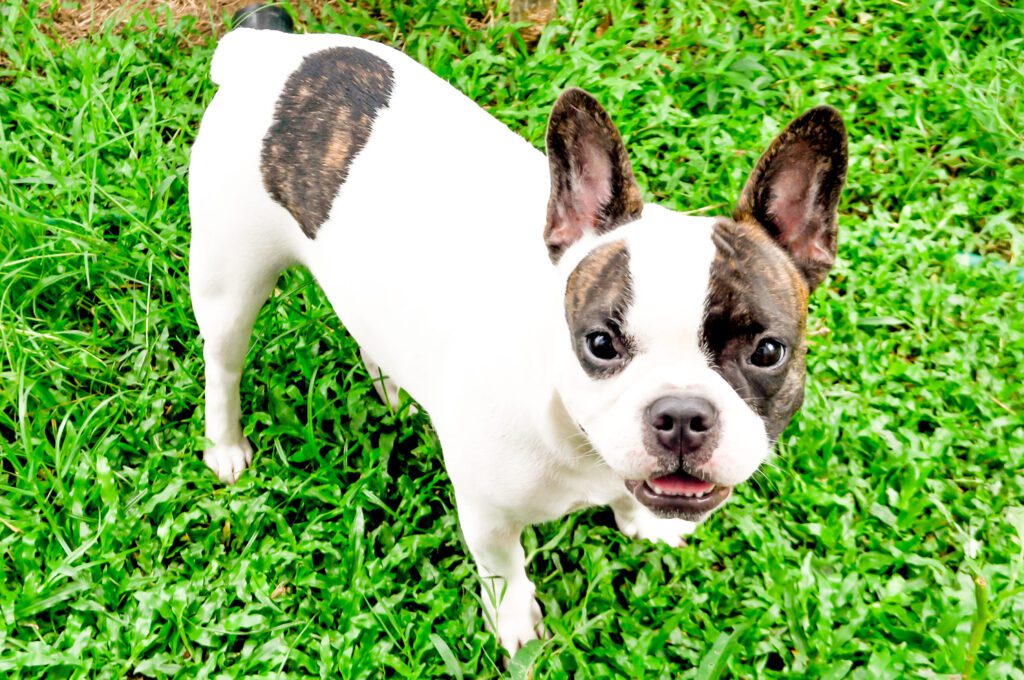 How to Adopt a Frenchton