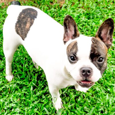 Frenchton