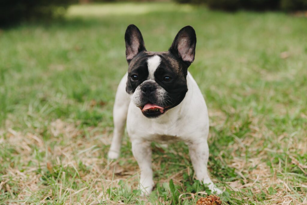 Frenchton Standing On Grass Outdoors