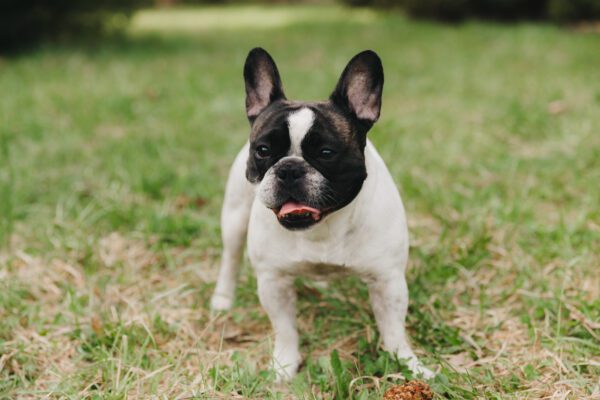 Frenchton Standing On Grass Outdoors