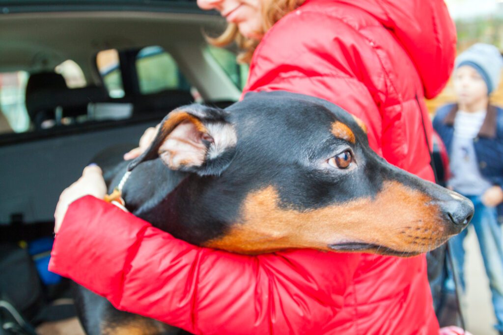 German Pinscher Being Held By Its Owner Near A Car