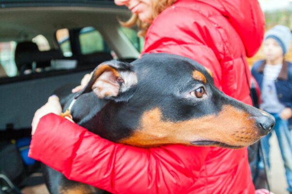 German Pinscher Being Held By Its Owner Near A Car