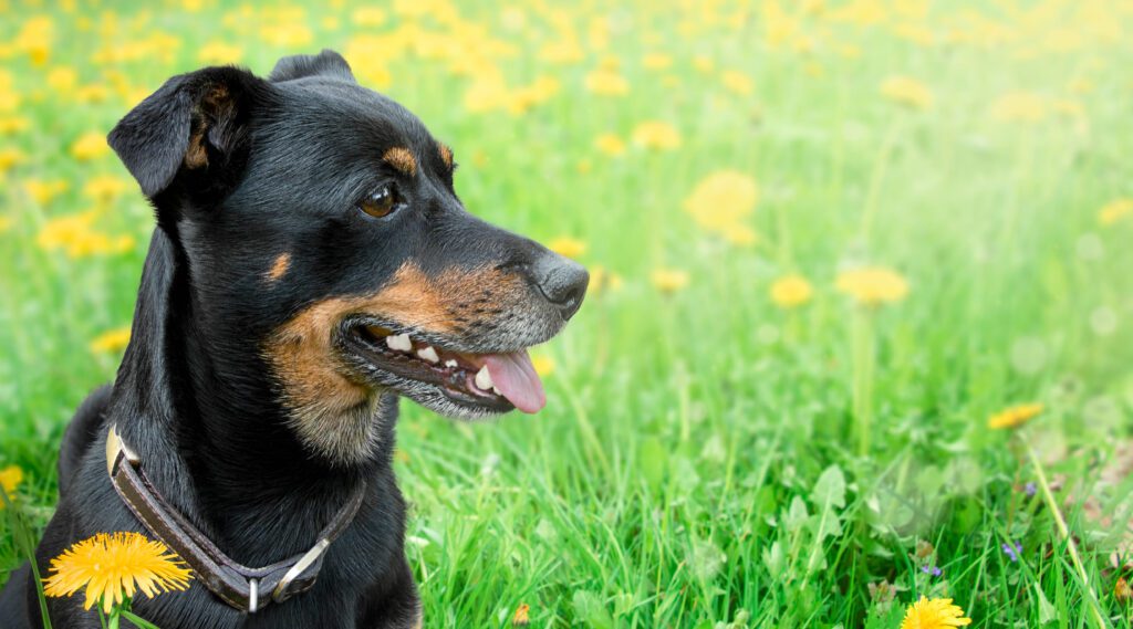 German Pinscher Close Up Side Profile Standing In A Grassy Field