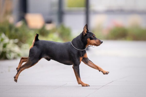 German Pinscher Running Across A Paved Surface