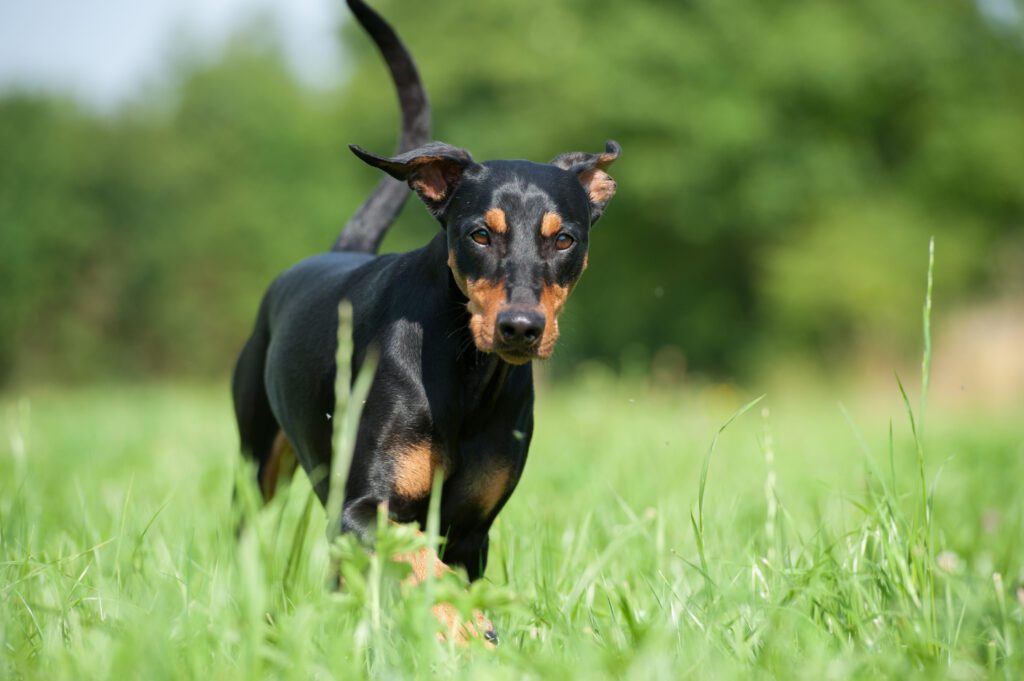How to Adopt a German Pinscher