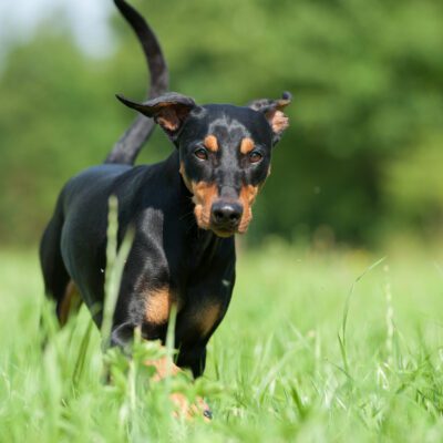 German Pinscher