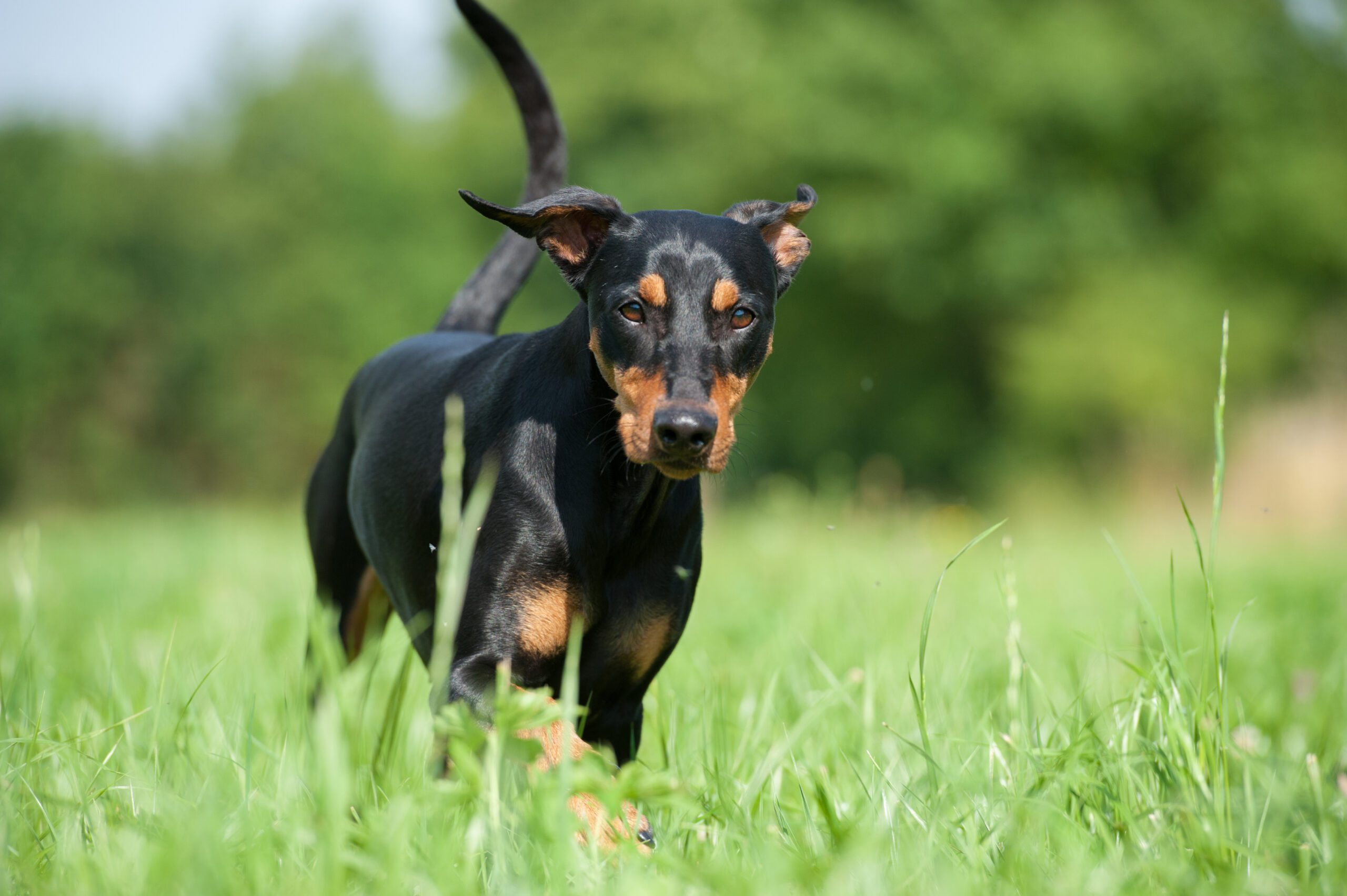 German Pinscher Adoption Guide