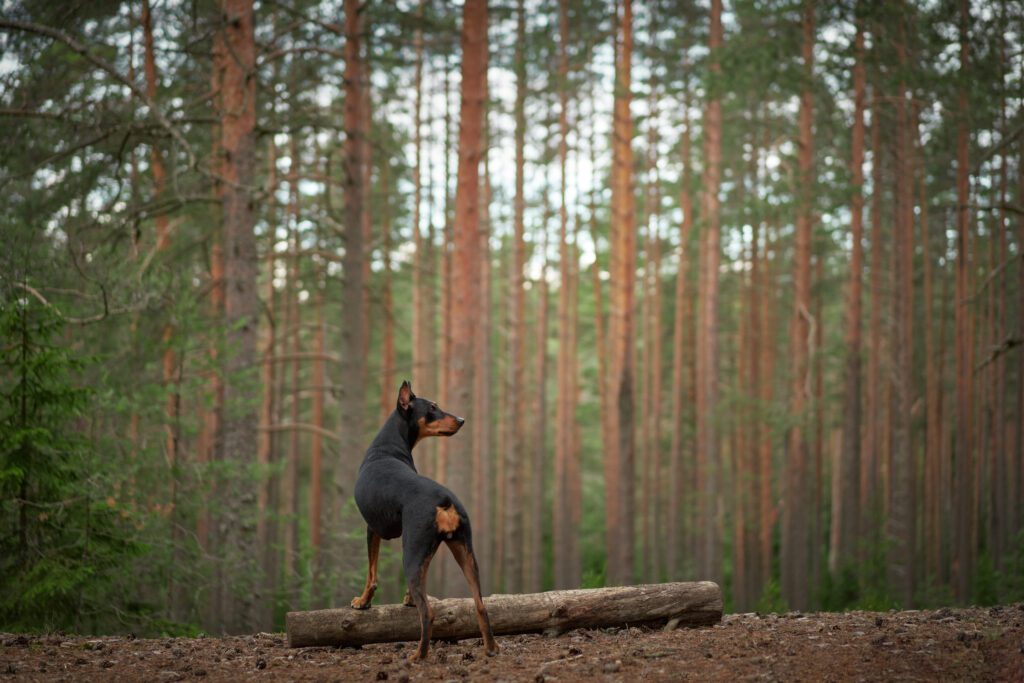 German Pinscher Standing Alert In A Pine Forest