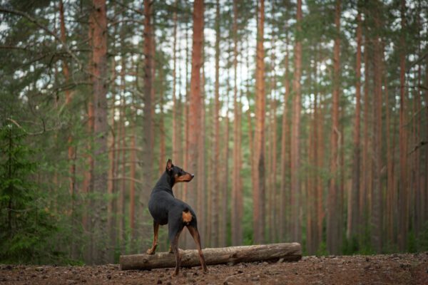 German Pinscher Standing Alert In A Pine Forest