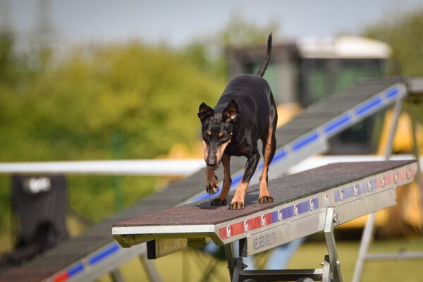 German Pinscher Walking Down A Dog Agility Ramp