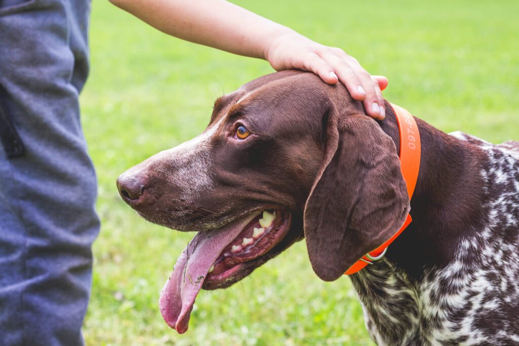 German Shorthaired Pointer Being Petted By Its Owner Outdoors