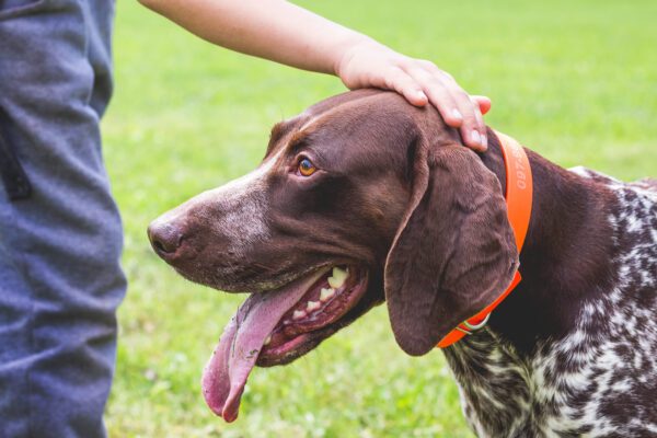 German Shorthaired Pointer Being Petted By Its Owner Outdoors